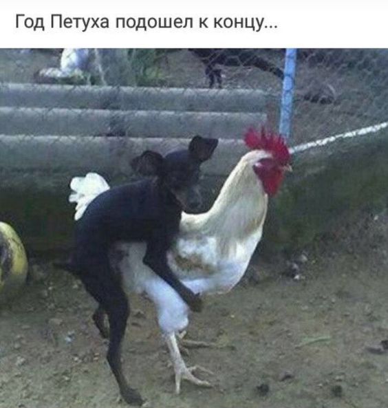 год.jpg