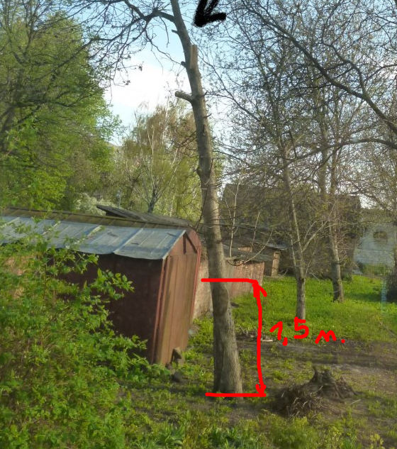 горіх.png