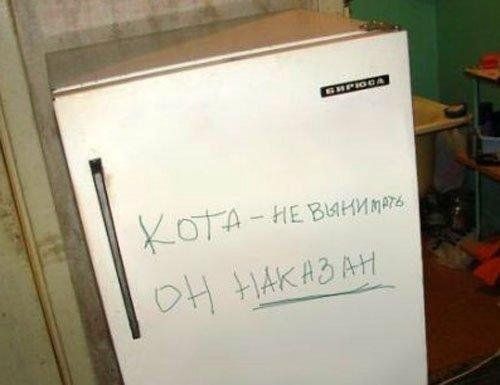 holo-kot.jpg