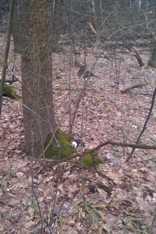 IMAG0446.jpg 2.jpg
