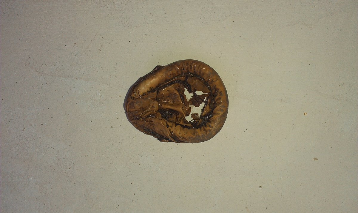 IMAG3388.jpg