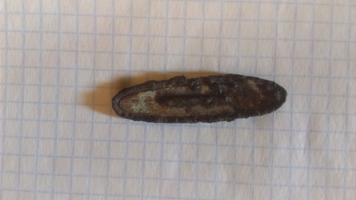 IMAG9313.jpg