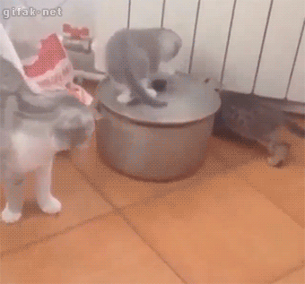 image.gif