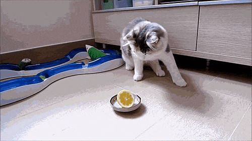 image.gif