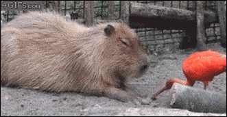 image.gif