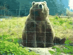 image.gif