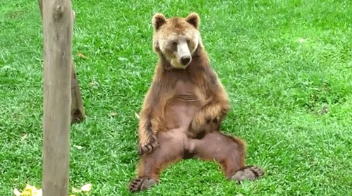 image.gif