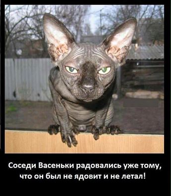 image.jpeg