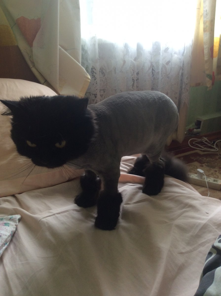 image.jpeg