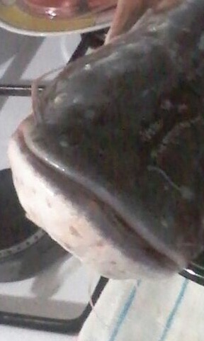 image.jpeg