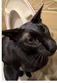 images (1).jpeg