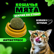 images (14).jpeg