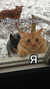 images (6).jpeg