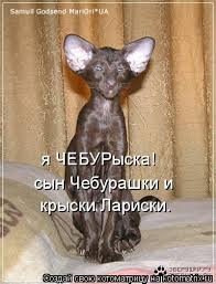 images.jpg
