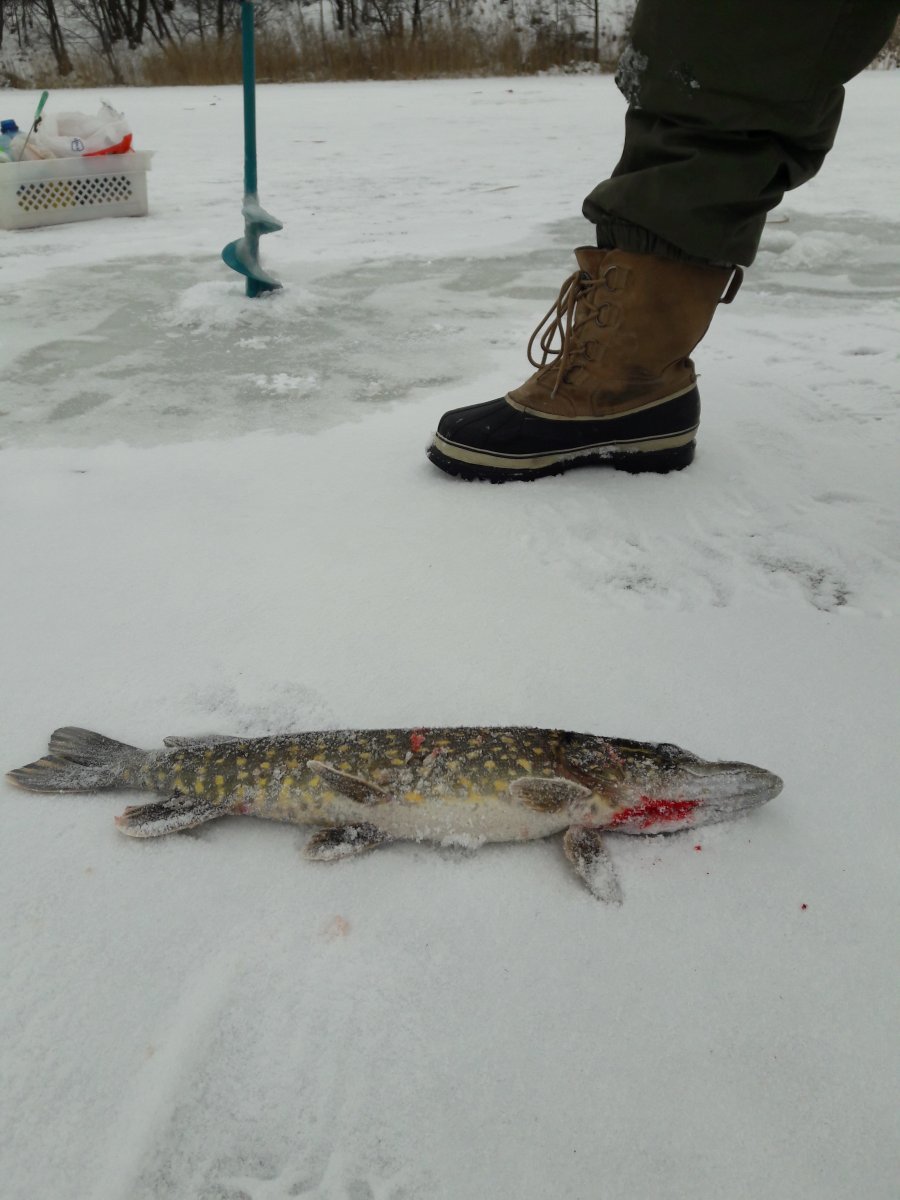 IMG-1481182816868-V.jpg
