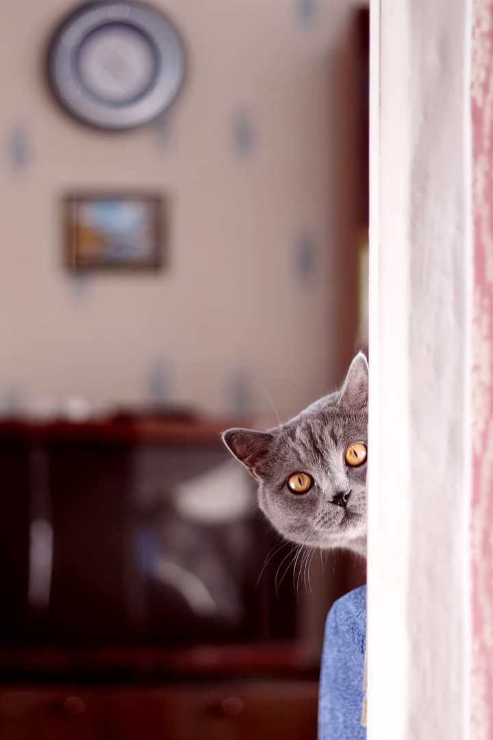 IMG-3b173e38da89703363ee4c6dfc4e5d6c-V.jpg
