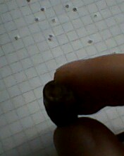 IMG0142A.jpg