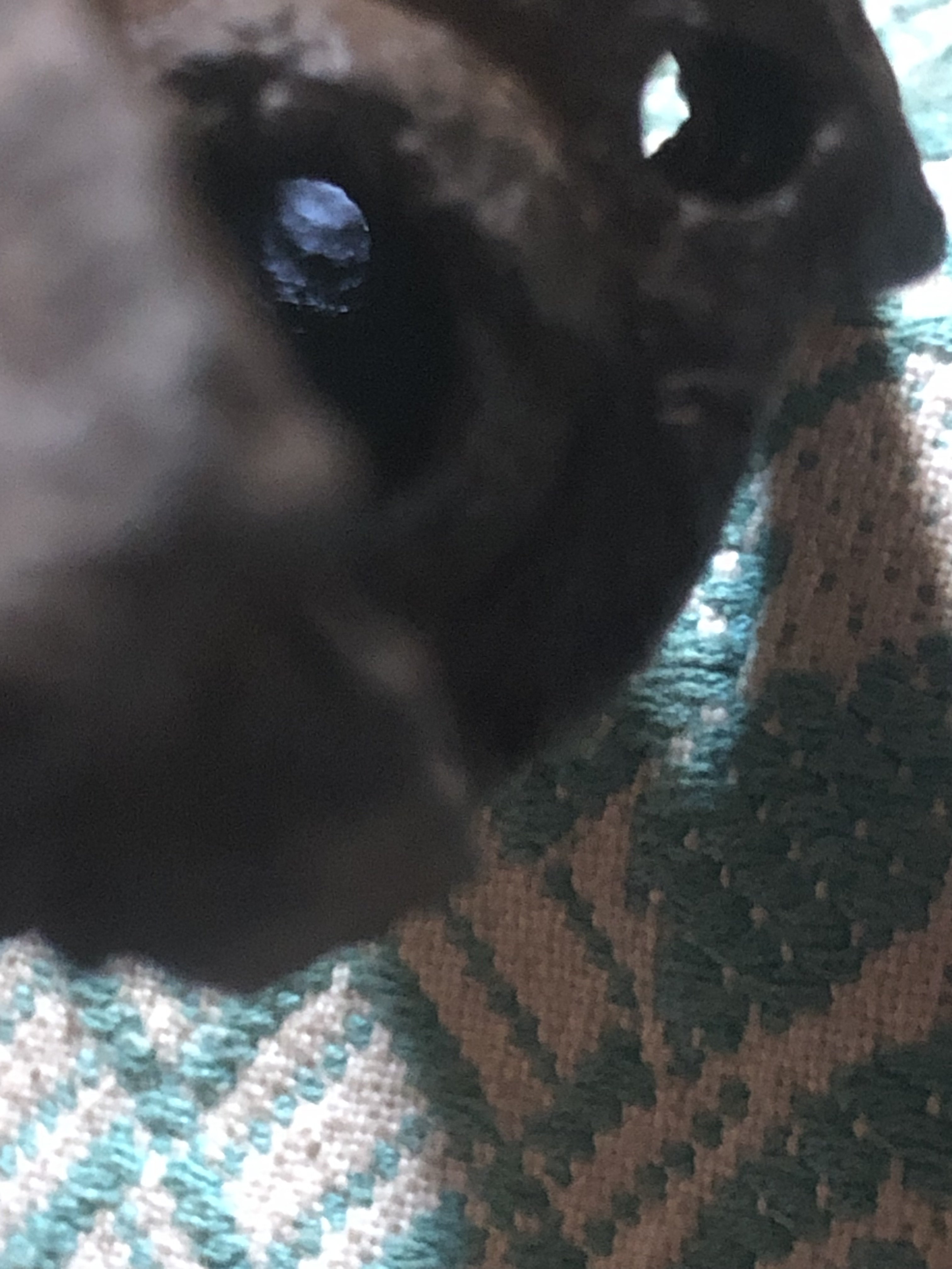 IMG_0106.jpeg