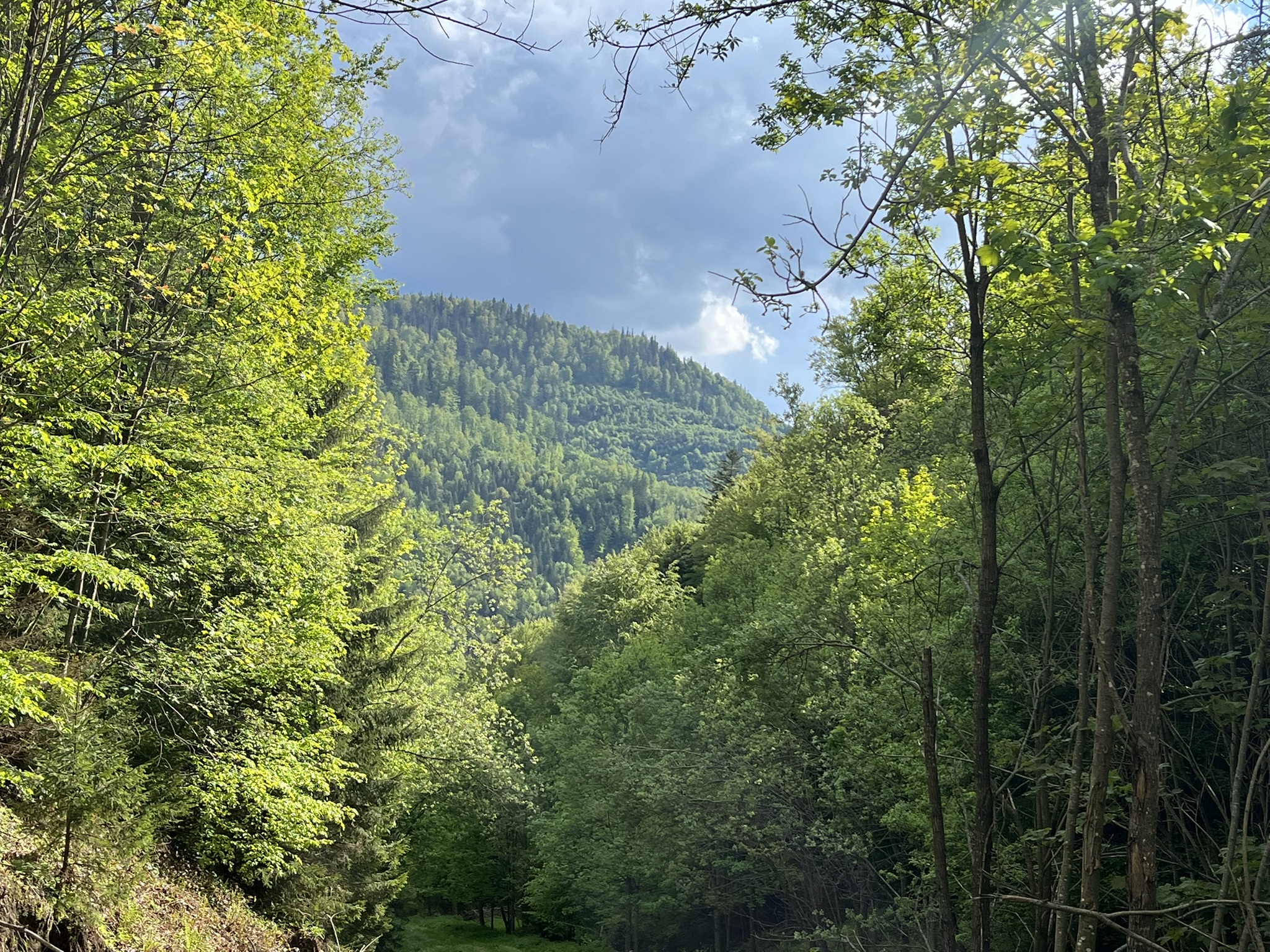 IMG_0340.JPEG