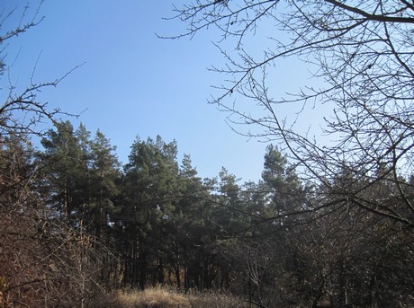 IMG_1487_cr.jpg