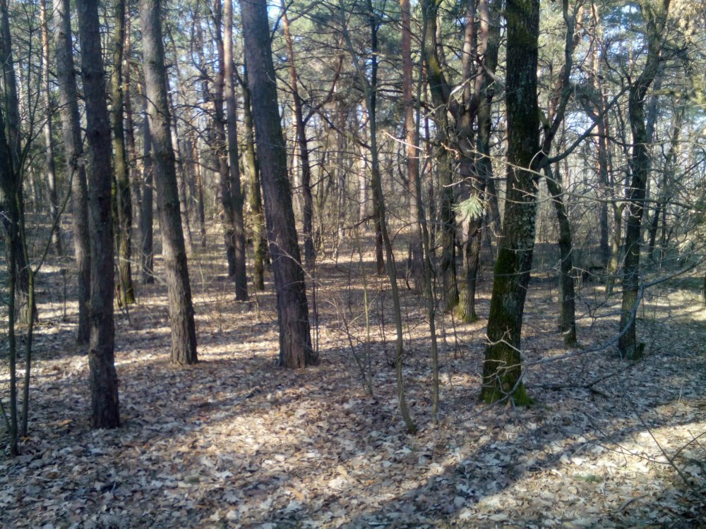 IMG_20150411_094846.jpg