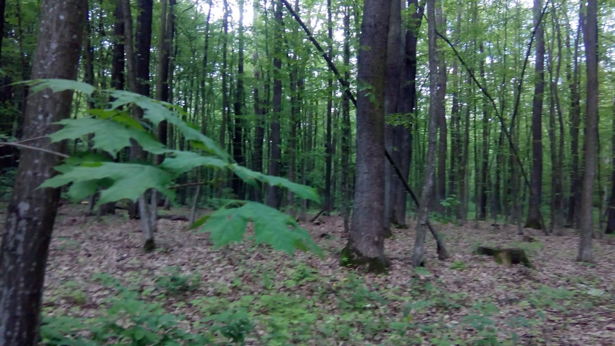 IMG_20160512_132435_1.jpg