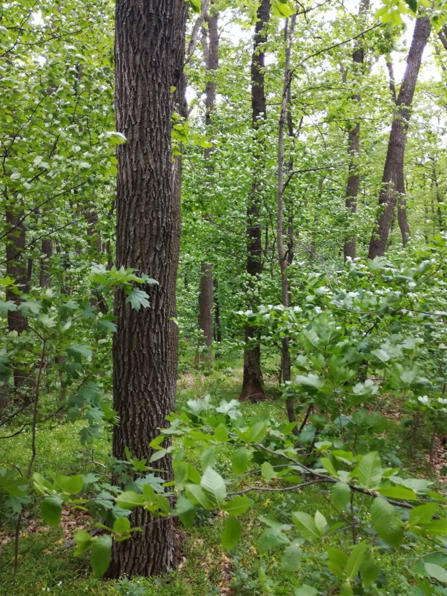 IMG_20170508_173938.jpg