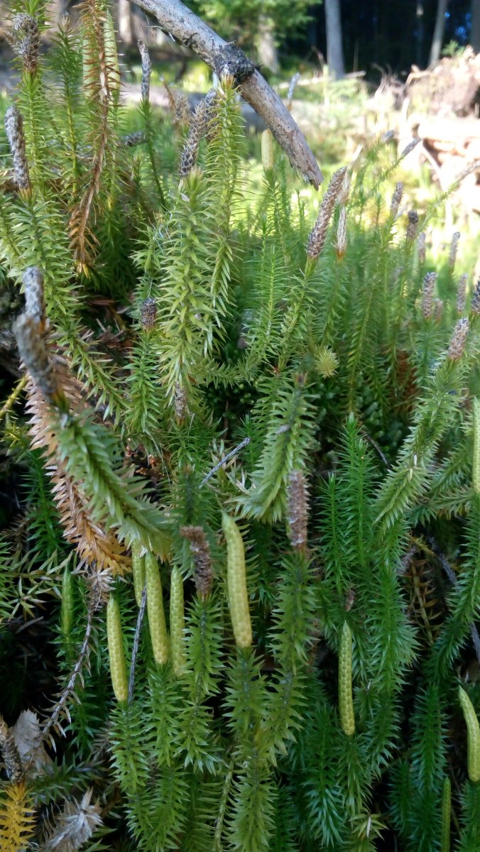 IMG_20170908_081526.jpg