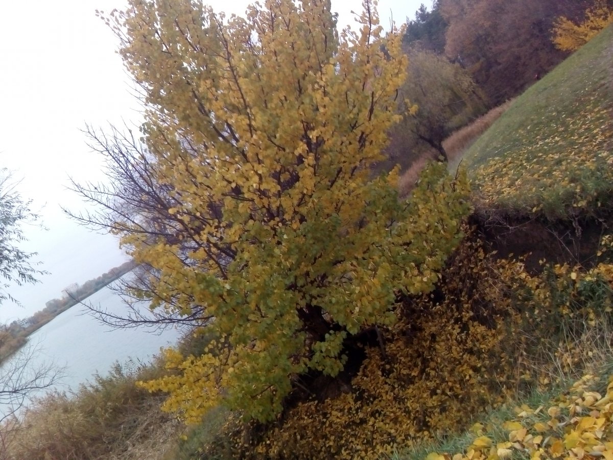 IMG_20171105_115836.jpg