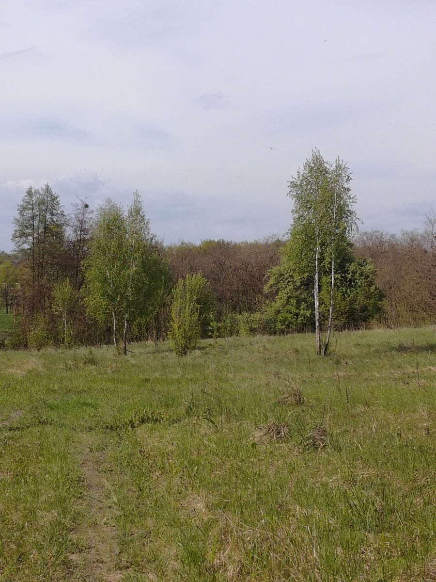 IMG_20190505_151038.jpg