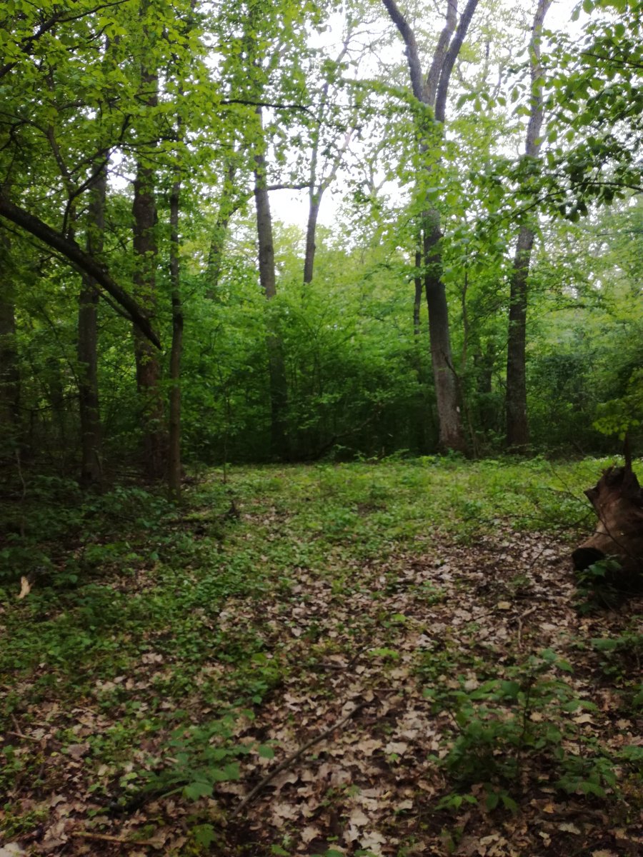 IMG_20190505_164732.jpg
