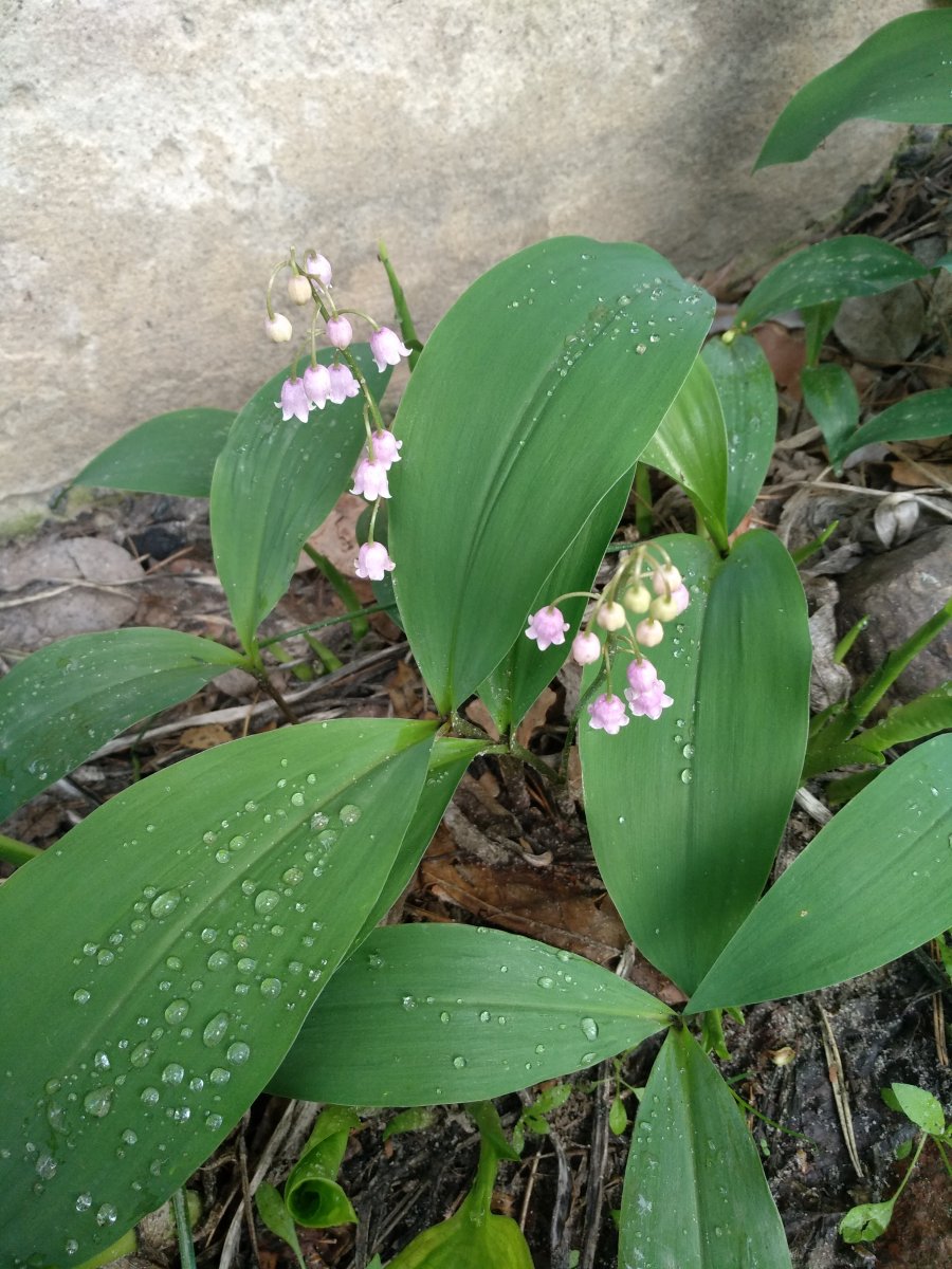 IMG_20190511_075544.jpg