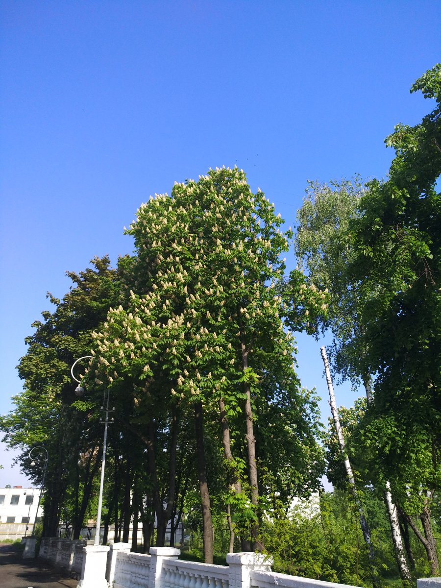 IMG_20190511_085841.jpg