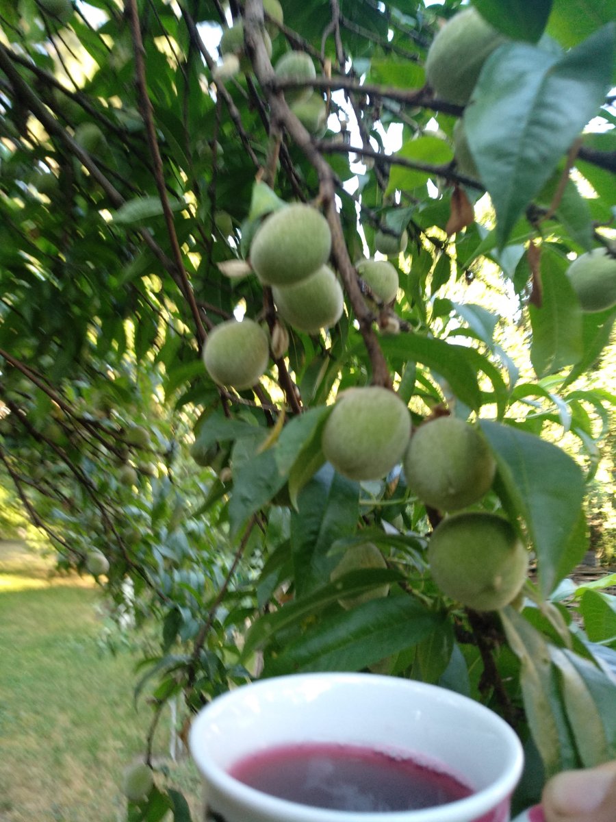 IMG_20190620_065037.jpg