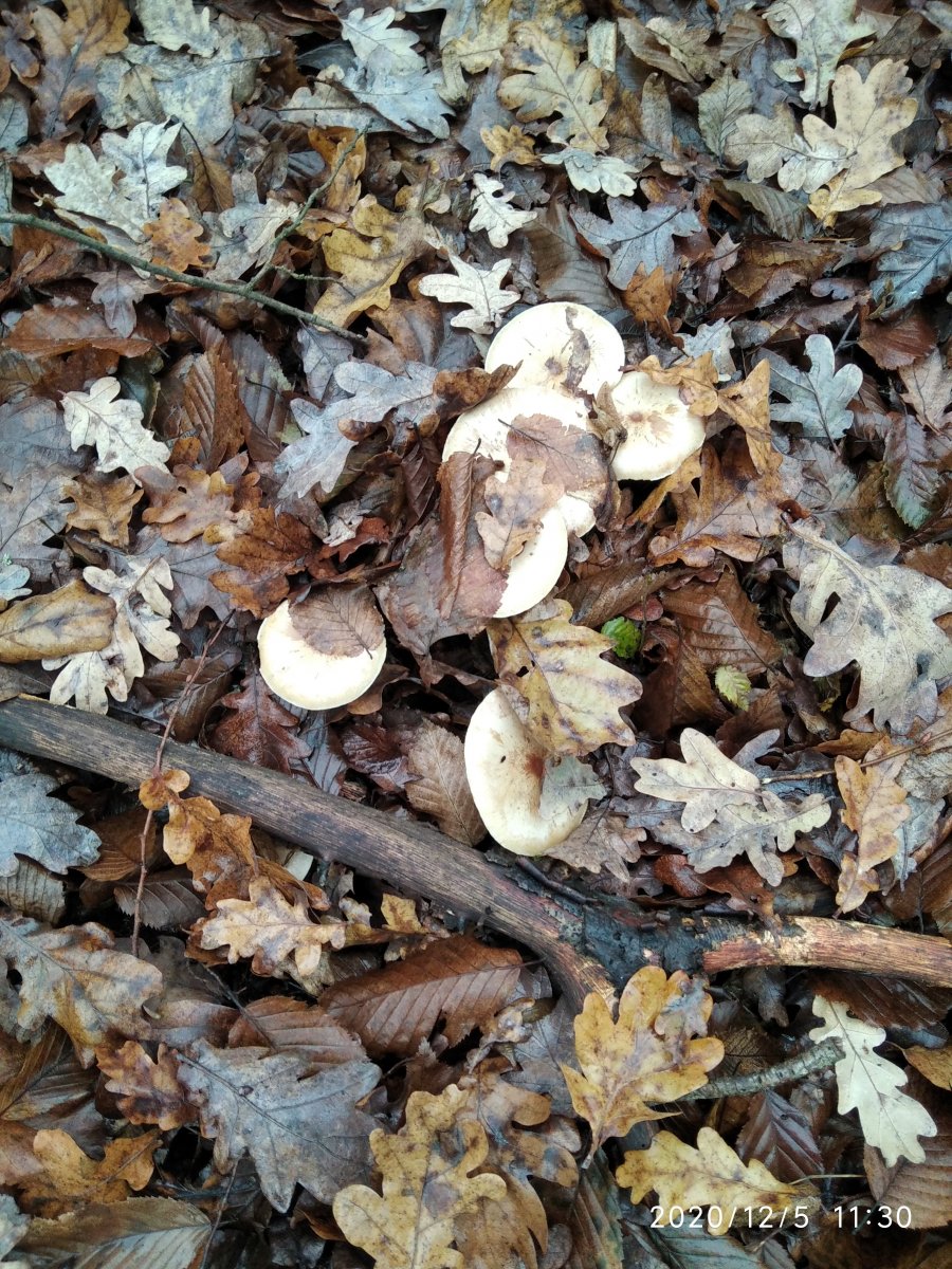 IMG_20201205_113019.jpg