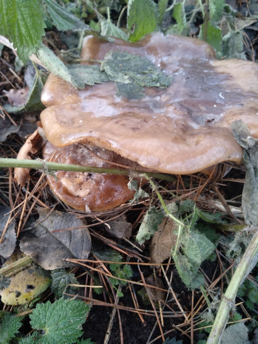 IMG_20201227_114031.jpg