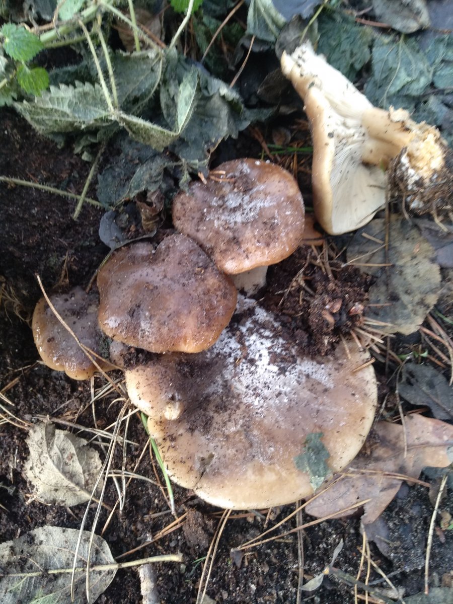 IMG_20201227_114044.jpg