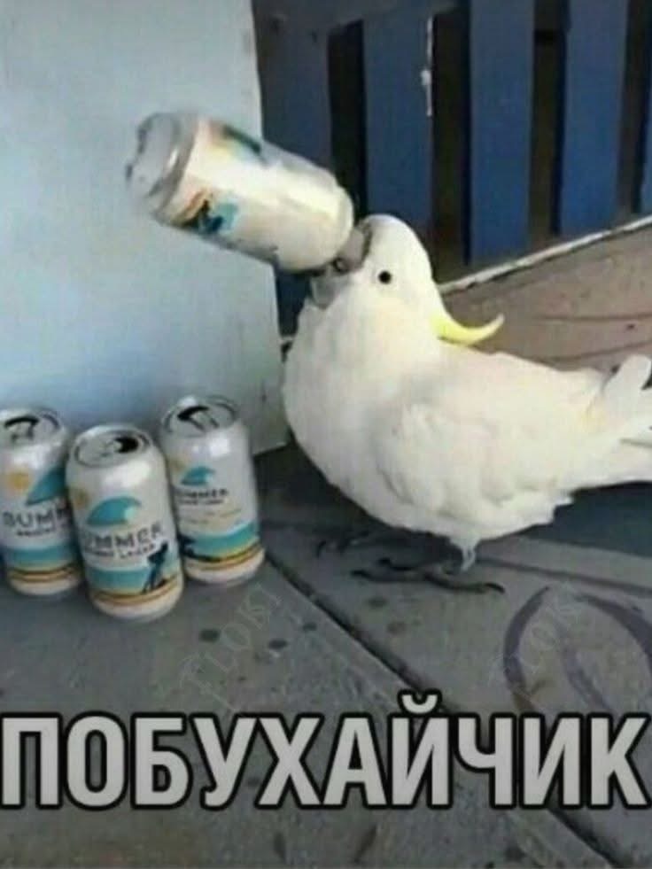 IMG_2407.jpeg