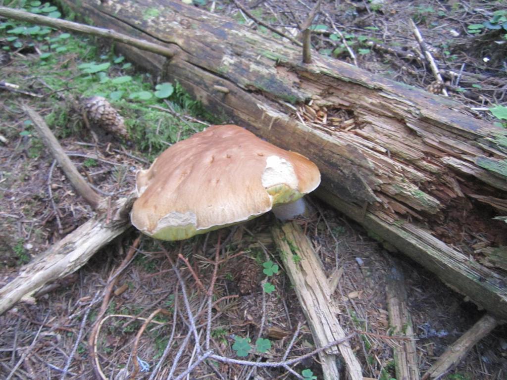 IMG_3459.JPG