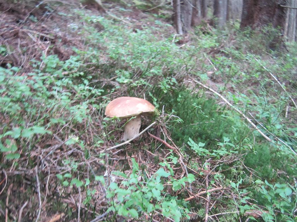 IMG_3460.JPG