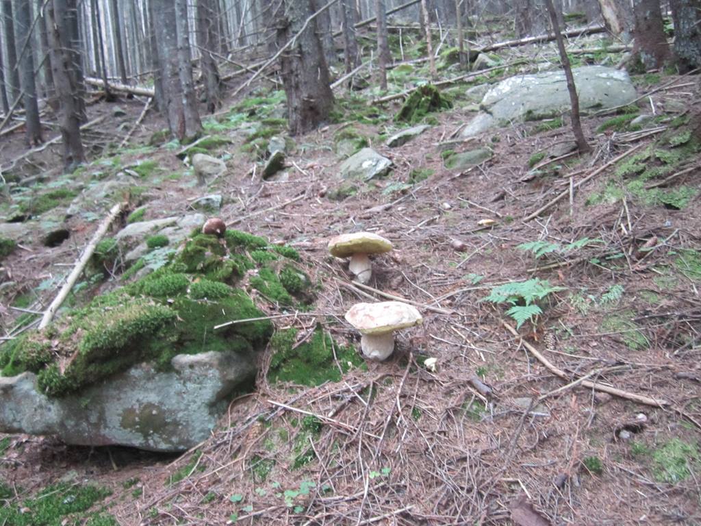 IMG_3465.JPG