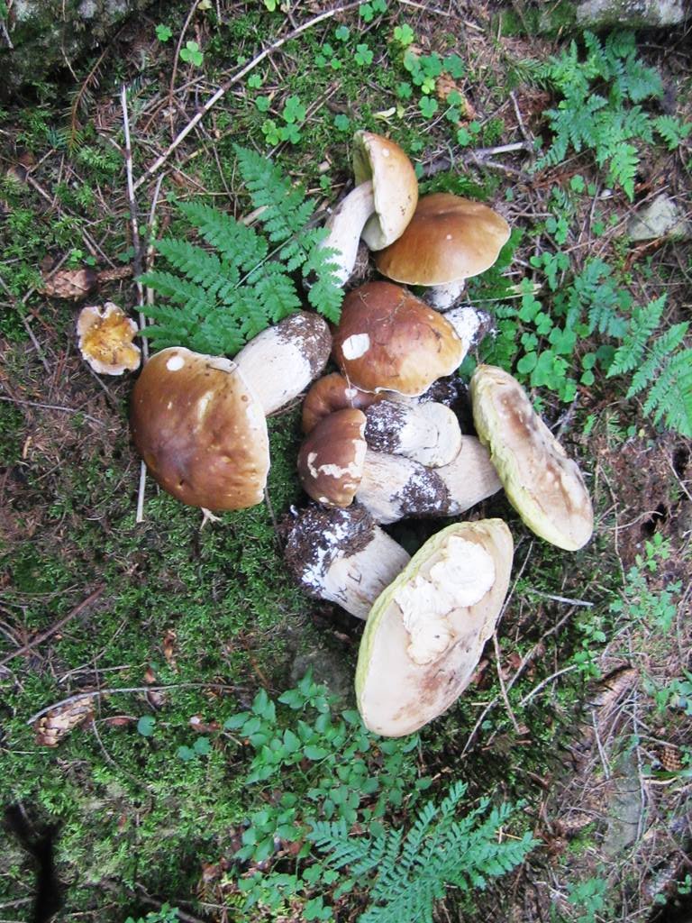IMG_3466.JPG