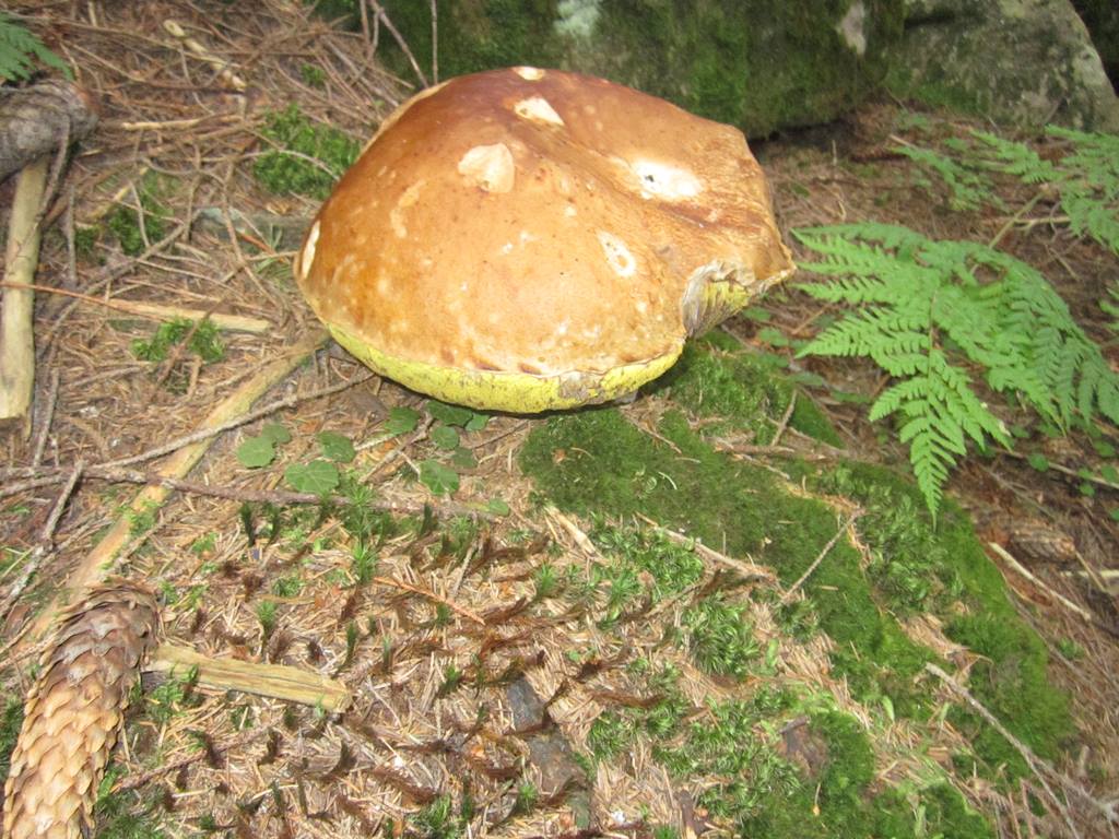 IMG_3470.JPG