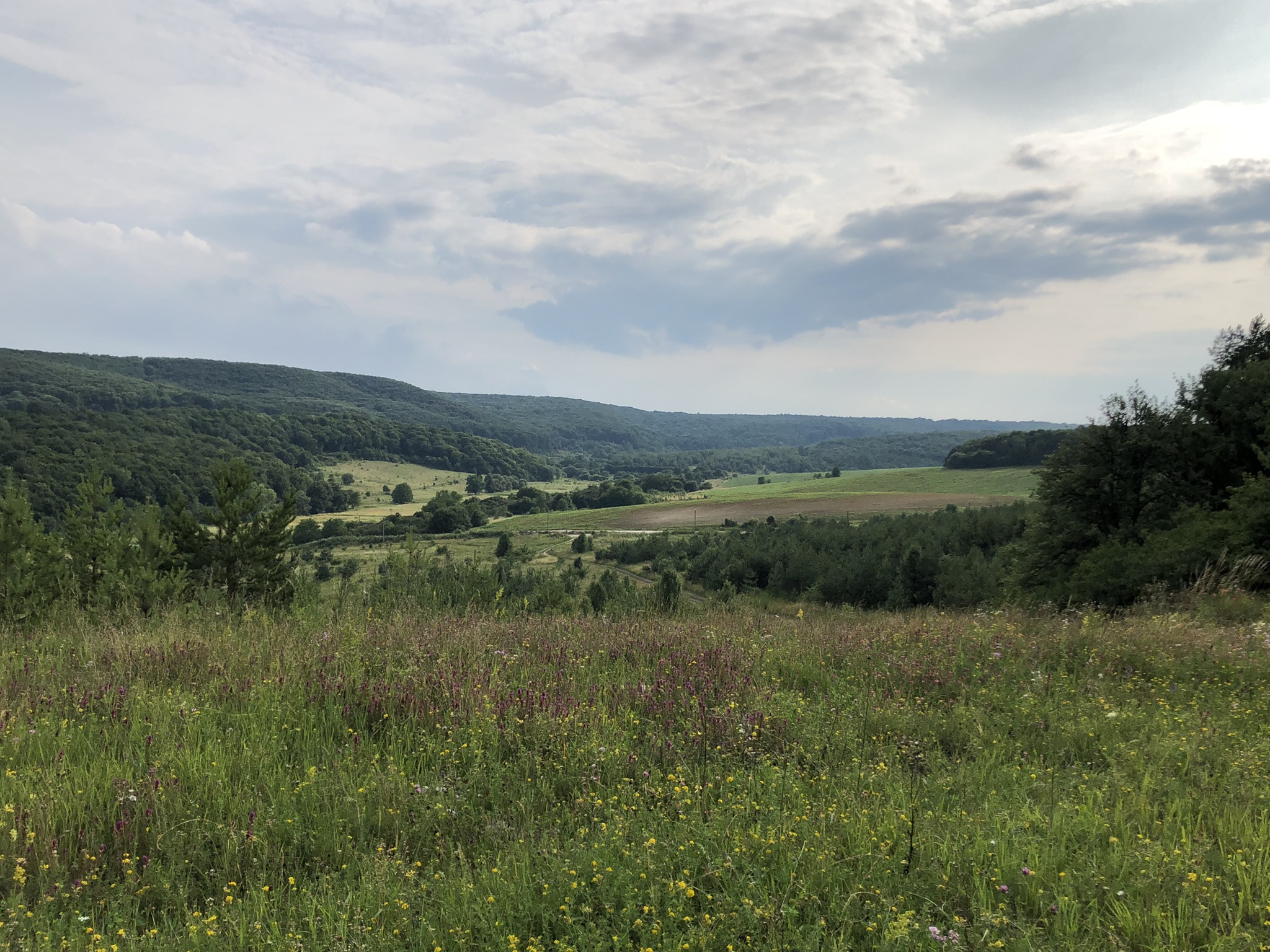 IMG_4519.jpeg