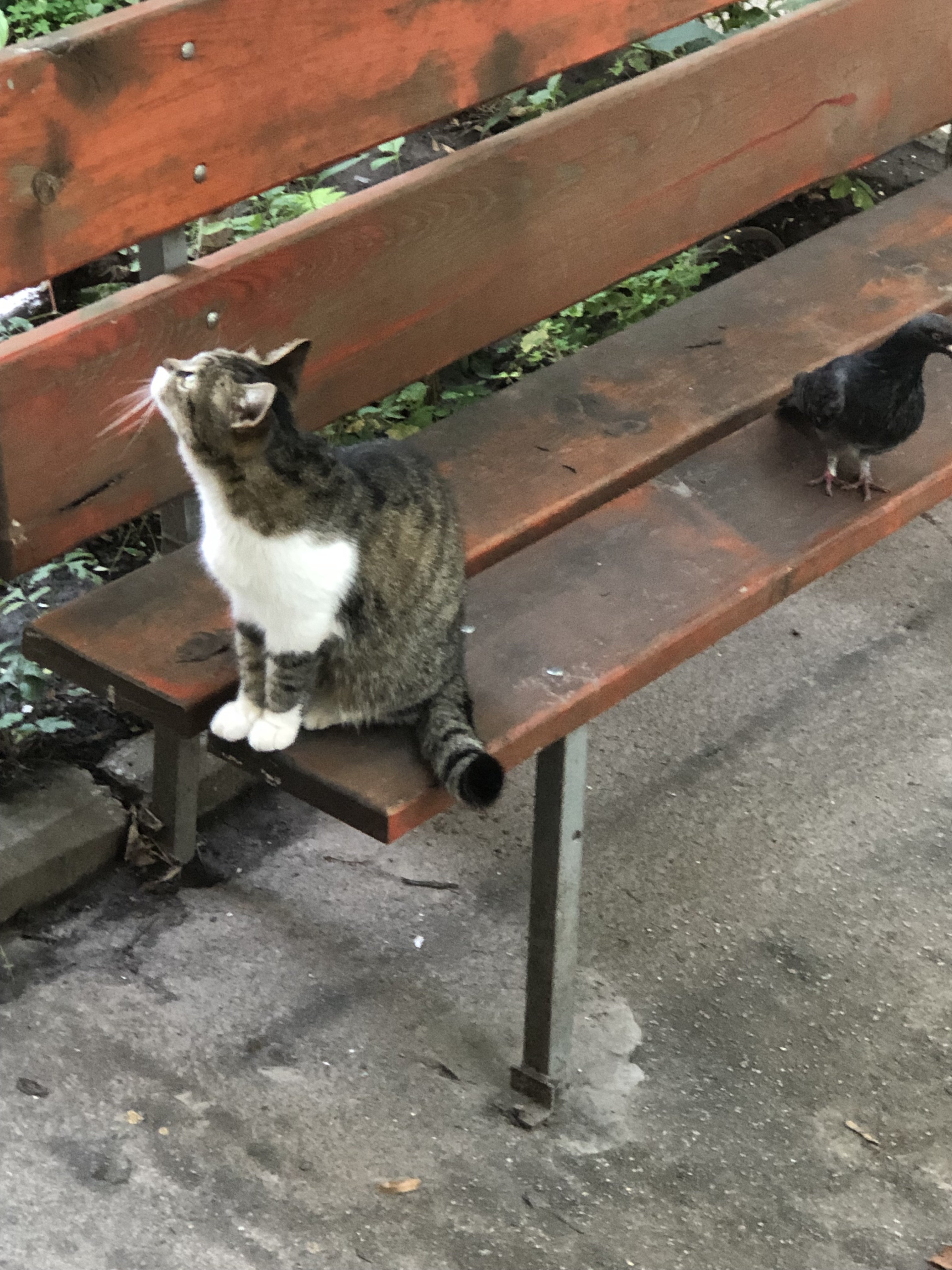 IMG_4591.jpeg