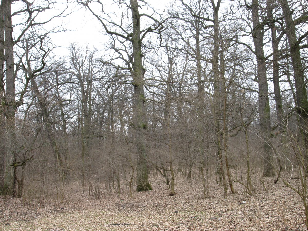 IMG_4937.JPG