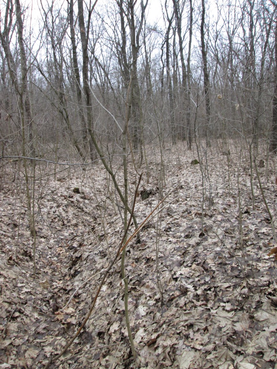 IMG_4938.JPG