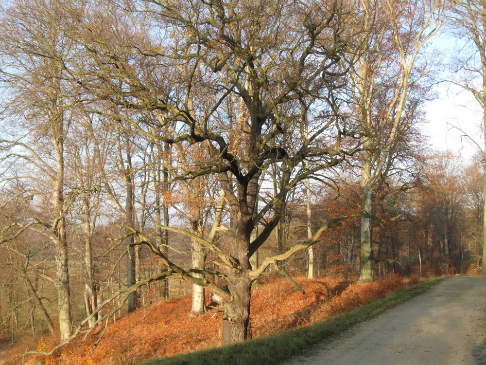 IMG_5514.JPG