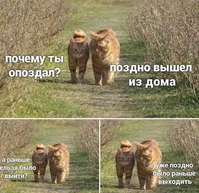 IMG_6901.jpeg