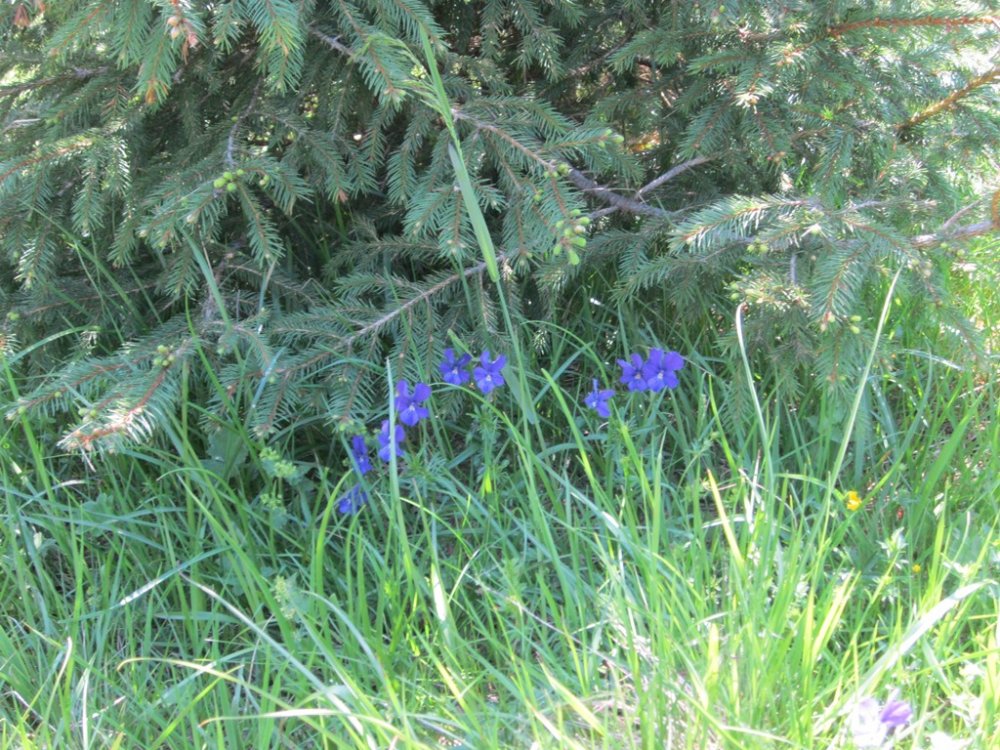 IMG_7042.JPG
